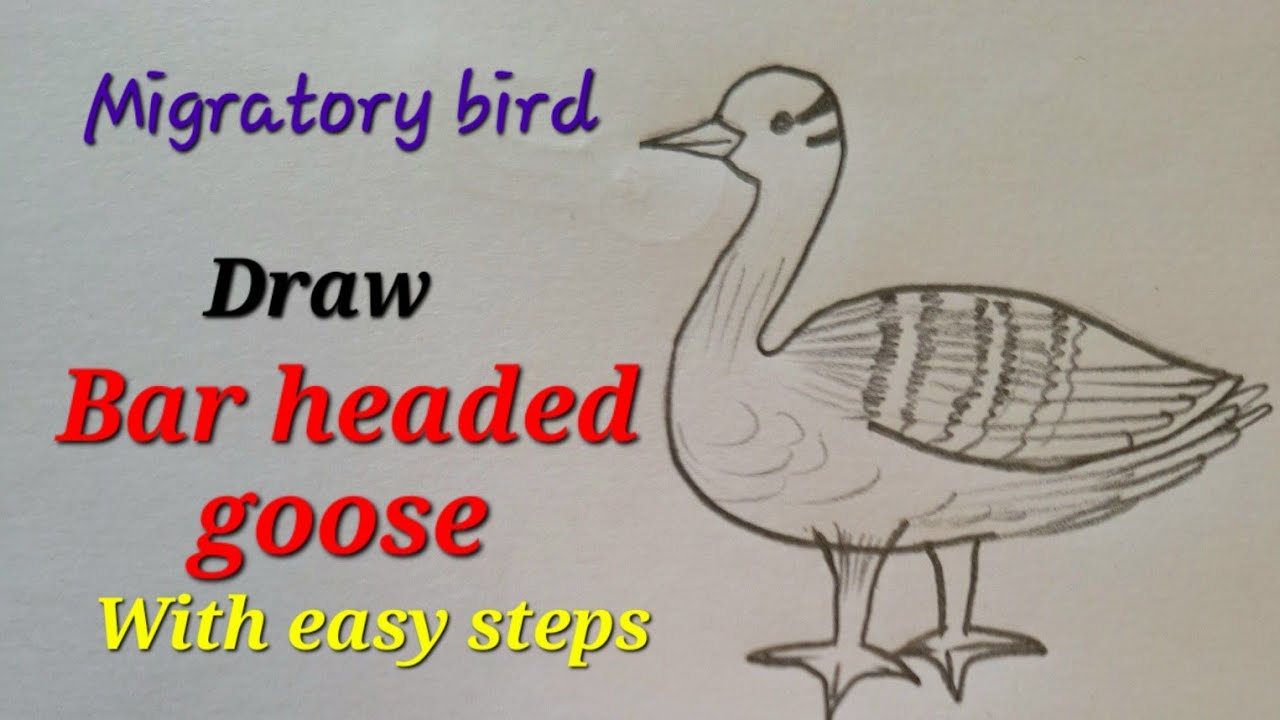 Bar headed goose drawing easy, Migratory bird drawing easy, Draw goose bird easy, How to draw goose
