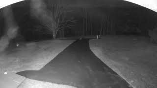 Coy-Wolf Walking Up The Driveway