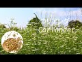 ハーブ＆スパイス事典　【コリアンダー】