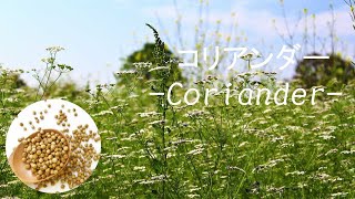 ハーブ＆スパイス事典　【コリアンダー】