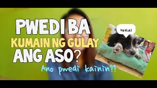 PWEDE BA PAKAININ NG GULAY ANG ASO?|GULAY NA PWEDING IPAKAIN SA ASO?|Vetlai