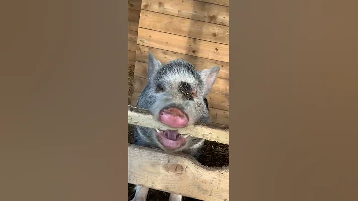 Angry Pig