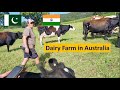 DAIRY FARM IN AUSTRALIA | BUSINESS OF DAIRY FORM IN AUSTRALIA | URDU+HINDI+ENGLISH