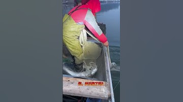 how to draw a fishing net #fishing #fishcutting #catch