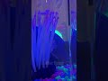 Creepy moment cleaning the fish tank 😳 #creepy #itsaghost #frogskins #amateurhour #skinshedding