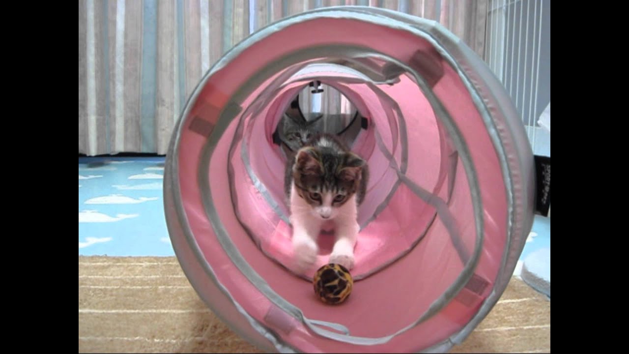 里親さん募集開始 ひばりちゃん ごまちゃん元気いっぱい 萬福童 福太郎のおうち