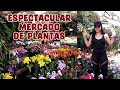 Vamos al mercado de plantas más grande de Latinoamérica 😧│ Candy Bu