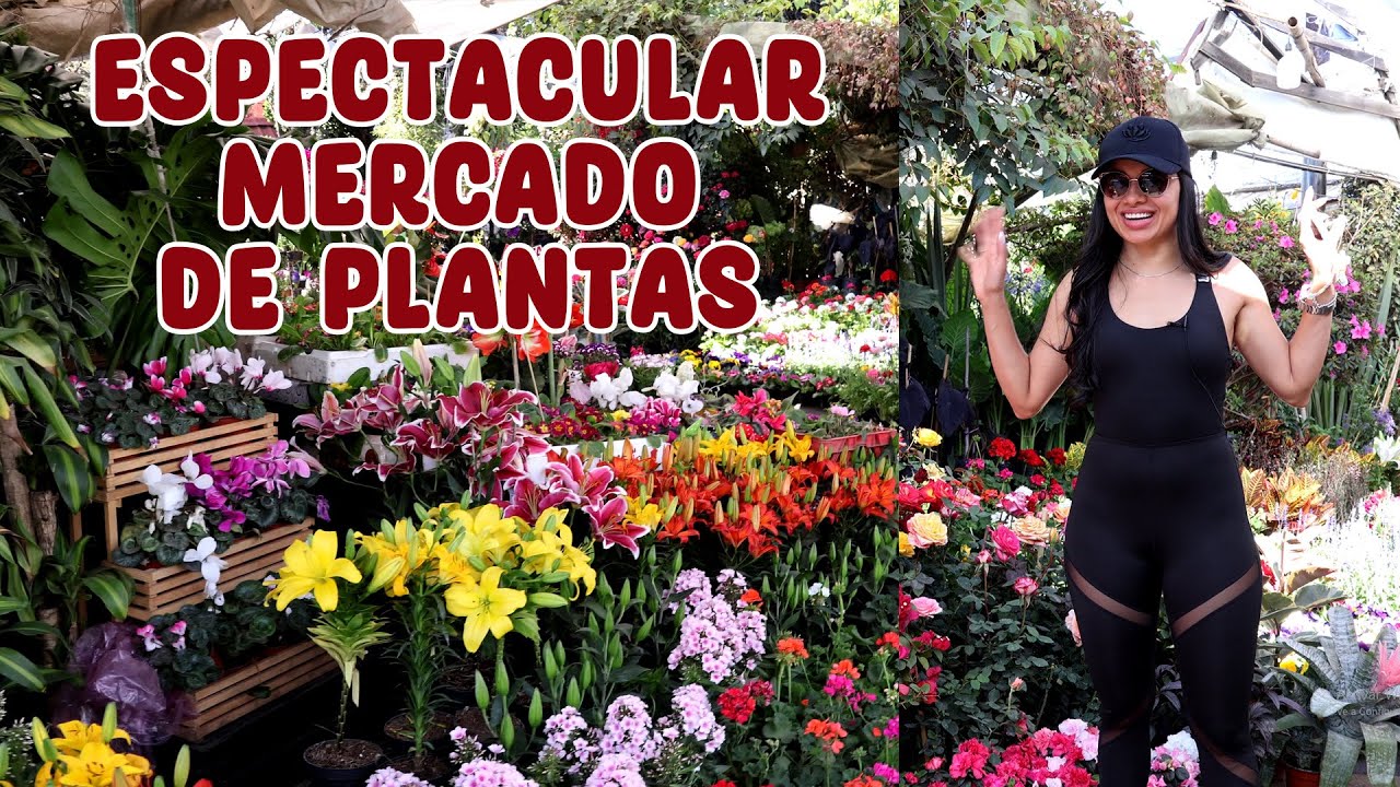 Vamos al mercado de plantas más grande de Latinoamérica 😧│ Candy Bu