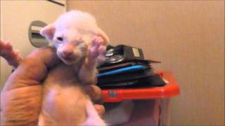 Ten day old Burnthwaites Siamese Kittens