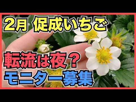 Strawberry Forcing Cultivation] Can we survive February