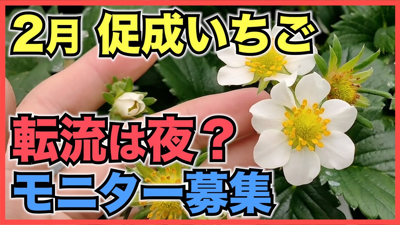 いちご促成栽培 2月は無加温で乗り切れるのか 灰色かび病とうどんこ病対策と春に向けた切り替え 転流は昼が大切説 Youtube