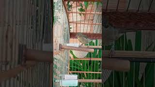 O MELHOR CANTO DE COLEIRO TUI TUI ZEL ZEL POR 10 HORAS