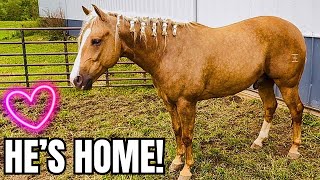THE WAIT IS OVER! Our Golden Palomino Is HOME!