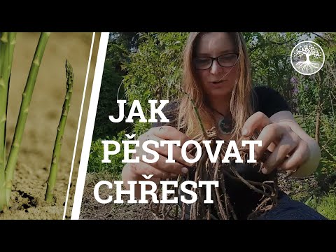 Video: Pěstování chřestu: Informace o péči o chřest