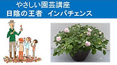 自己流の 冬越しインパチェンス 挿し芽 Youtube 自己流の 冬越しインパチェンス 挿し芽 Youtube