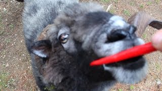 Angry Ram eats hot peppers then gets sharted on