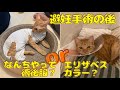 避妊手術後に適しているのは術後服？エリザベスカラー？【保護猫茶トラ】