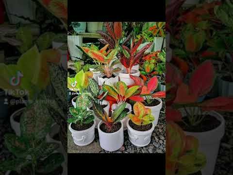 اجلونيما سحر وعشق وجمال