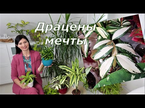 Video: Dracaena marginata: foto, koduhooldus