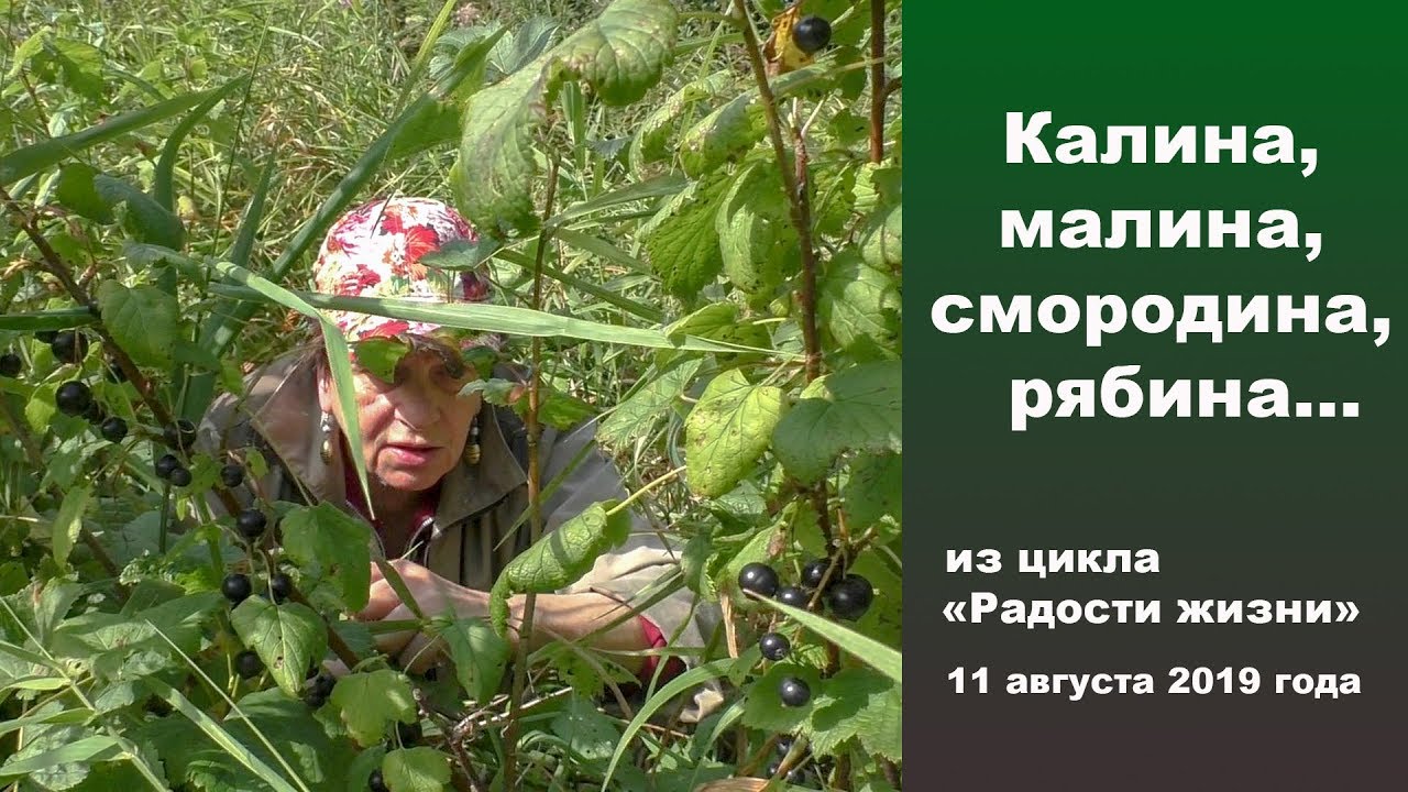 Калина малина кемерово инн