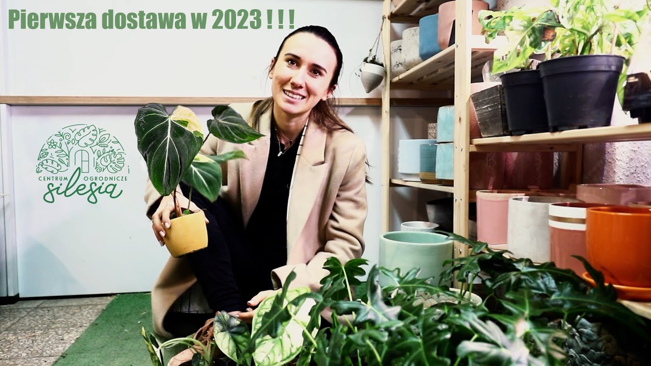 Pierwsza dostawa w Nowych Roku 2023 ! Philodendron Gloriosum Variegata w Centrum Ogrodnicze Silesia