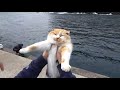 堤防で虐められてた猫が幸せな生活になるまでの軌跡