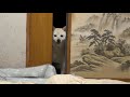 久しぶりに実家にお泊まりするお兄ちゃんを発見してしまった柴犬