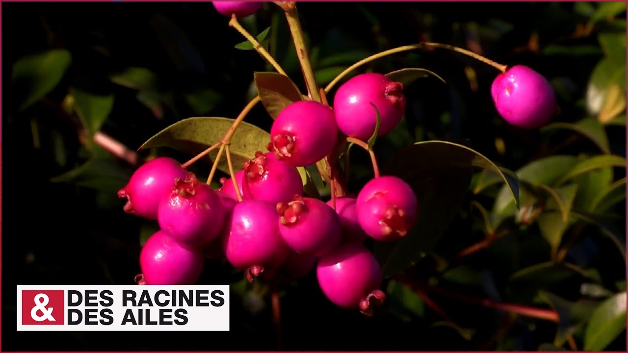 Avapessa : le jardin des fruits fabuleux