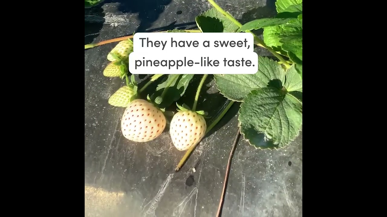 Astin Farms: J.R. Pierce