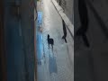 KARMA INSTANTÁNEO! NUNCA INTENTES PATEAR A FIRULAIS! #shorts