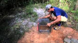 Gopher Tortoise Conservation in Alabama