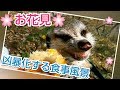 【らる散歩】衣笠山公園へ～お花見♪凶暴と化する食事風景～［ミーアキャット］