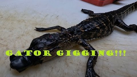 Alabama Gator Hunting(Got My First!!!!)