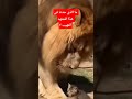 ماذا حدث بين القط والأسد في هذا المشهد المهيب Shfa 1 Shfa2 اكسبلور ما رأيك Shorts Short 