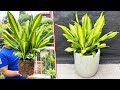 Amazing with my method, I can propagate plant beautiful garden on my balcony | 5T1 Ideas