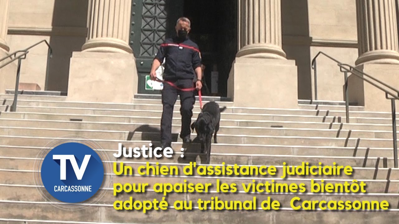 Un chien d'assistance judiciaire bientôt adopté au tribunal de Carcassonne  : «