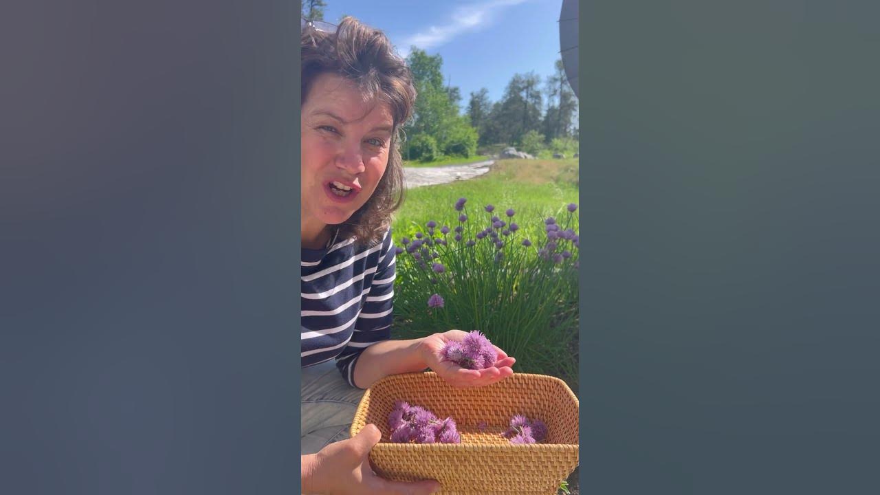 Chive Blossom Math How many chive plants do you want in your garden