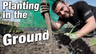 Getting Plants OUT | Carrots, Onions, Peas
