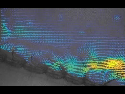 Margaret L. Byron: Flexibility and flow: deformable biopropulsors at intermediate Reynolds numbers