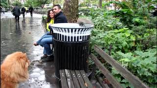 new york белки в центральном парке