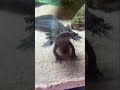 Axolotls at the L.A. Zoo!