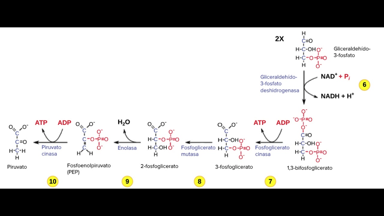Пируват атф. Схема гликолиза биохимия. NADH дегидрогеназа. Глицеральдегид фосфат в бифосфоглицерат. Этапы гликолиза биохимия.