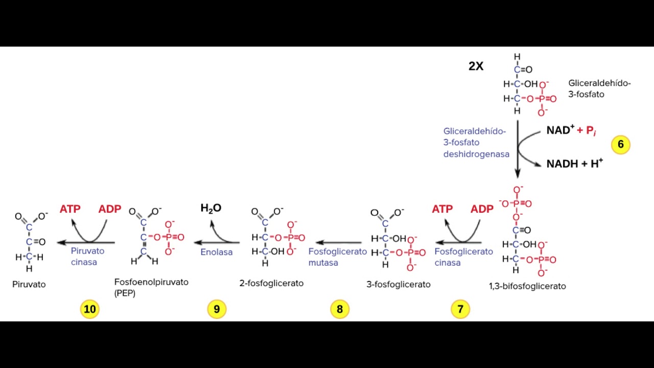 Протекание гликолиза кольцевые. Схема гликолиза биохимия. NADH дегидрогеназа. Глицеральдегид фосфат в бифосфоглицерат. Этапы гликолиза биохимия.