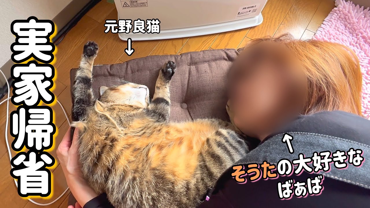【出っ歯猫そうた】偶然の保護から約1年。2度目の実家で迎える、元野良猫のお正月🎍