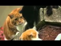 [Video]  Lion King remastered