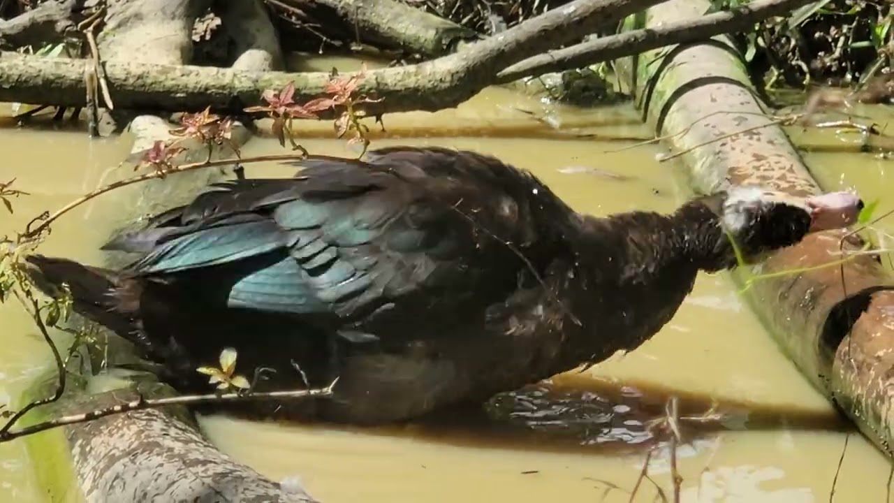 Плавание и игры уток на воде.