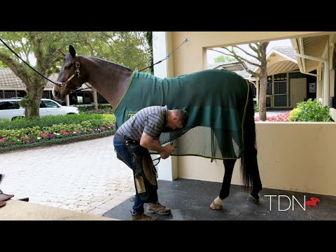 Farrier Tales: How to remove a horseshoe