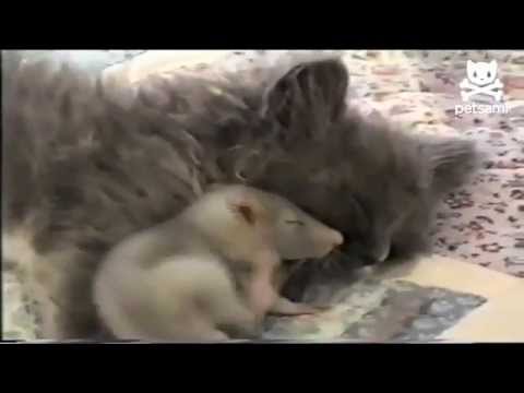 Video: Mačka čudesno Preživljava Eutanaziju - Dva Puta