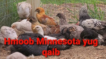 Hmoob Minnesota yug qaib | Qaib Tua  Noj | ไก่ไทย | Shamo | Pakoi | Ganoi | Aseel | Ayam |