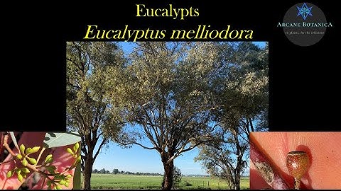 Eucalyptus ID: Eucalyptus melliodora (Yellow Box)